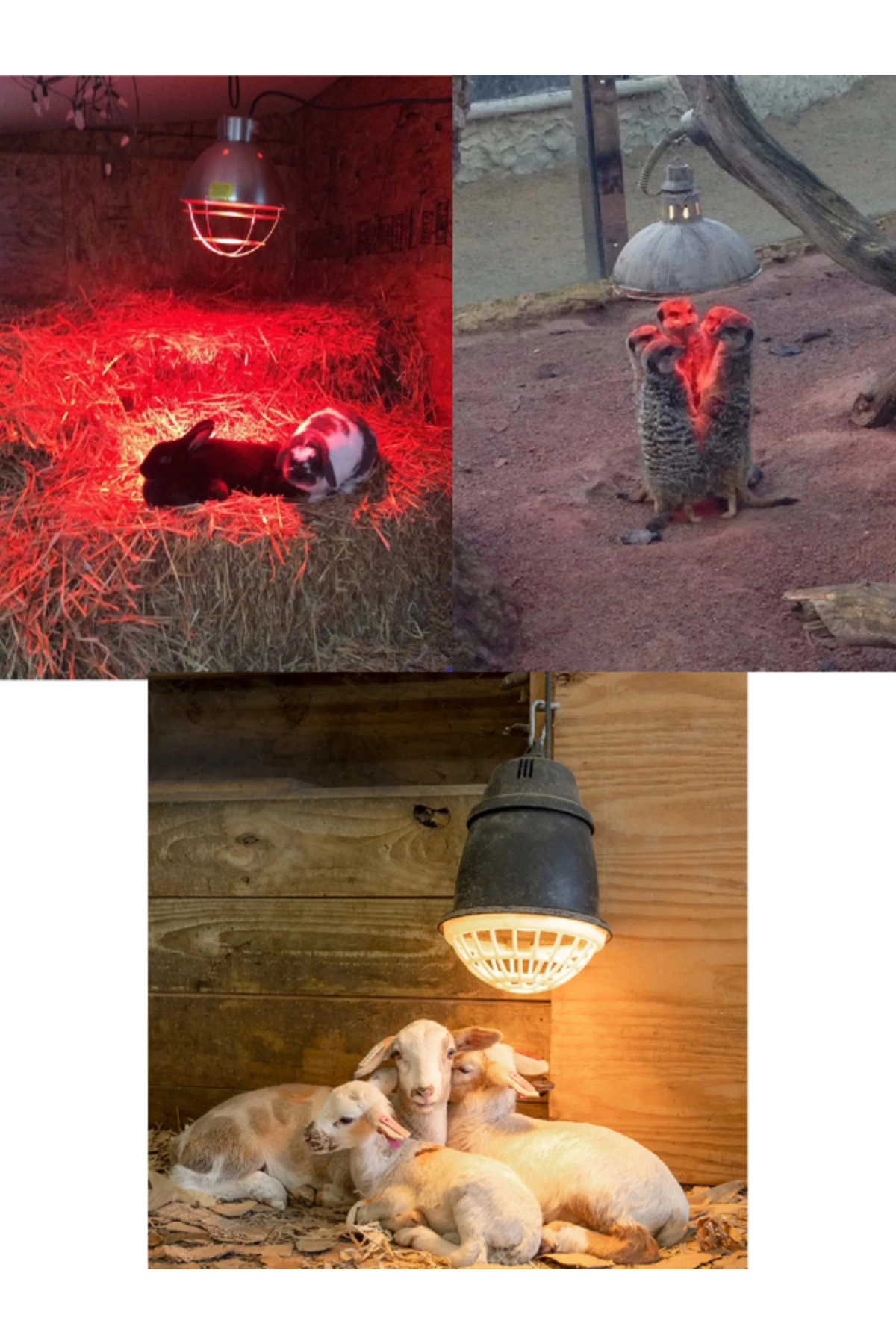 (6 Adet) 250W Kızılötesi Isıtıcılı Hayvan Isıtma ve Kuluçka Lambası (Kırmızı Işık) E27 (Kalın Duy) ( Bayi Depom ) (6 Adet) 250W Kızılötesi Isıtıcılı Hayvan Isıtma ve Kuluçka Lambası (Kırmızı Işık) E27 (Kalın Duy) ( Bayi Depom )